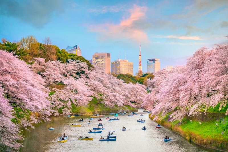 Tokio - Chidorigafuchi-Park während der Kirschblütenzeit - ©f11photo - stock.adobe.com