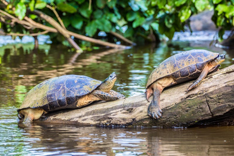 Wildschildkröten in Tortuguero - ©ronnybas - stock.adobe.com