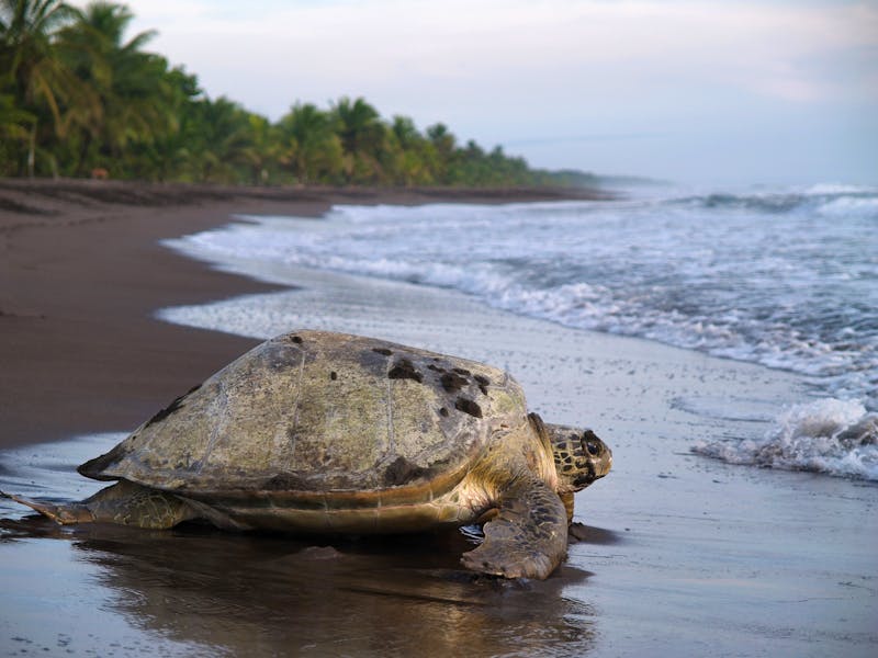 Meeresschildkröte im Tortuguero-Nationalpark  - ©Jgz - stock.adobe.com