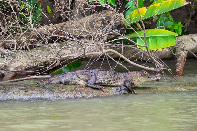 Ein Kaiman am Tortuguero-Kanal  - ©s-aznar - stock.adobe.com
