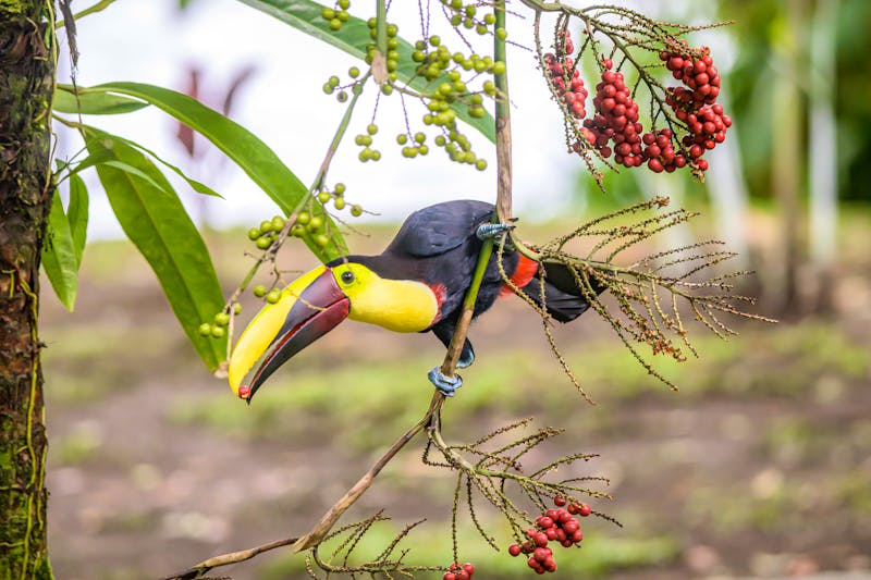 Ein Tukan im Tortuguero-Nationalpark - ©CL-Medien - stock.adobe.com