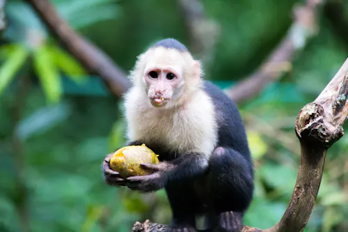 Affe im Tortuguero-Nationalpark  &ndash; &copy; Erwin Barbé -  stock.adobe.com