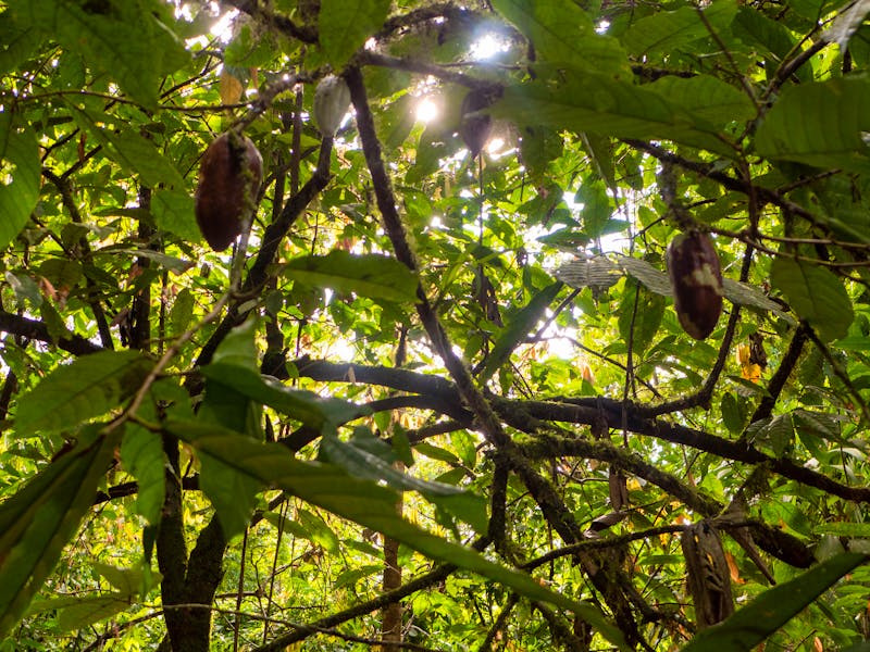 Tirimbina Regenwald Reservat - Bio-Kakaoplantage  - ©Edda Dupree - stock.adobe.com