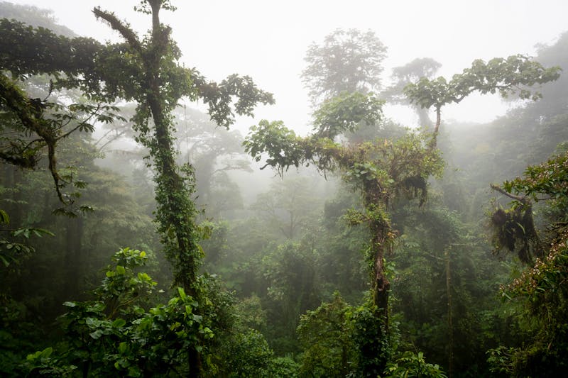 Nebelwald von Monte Verde  - ©Anna - stock.adobe.com