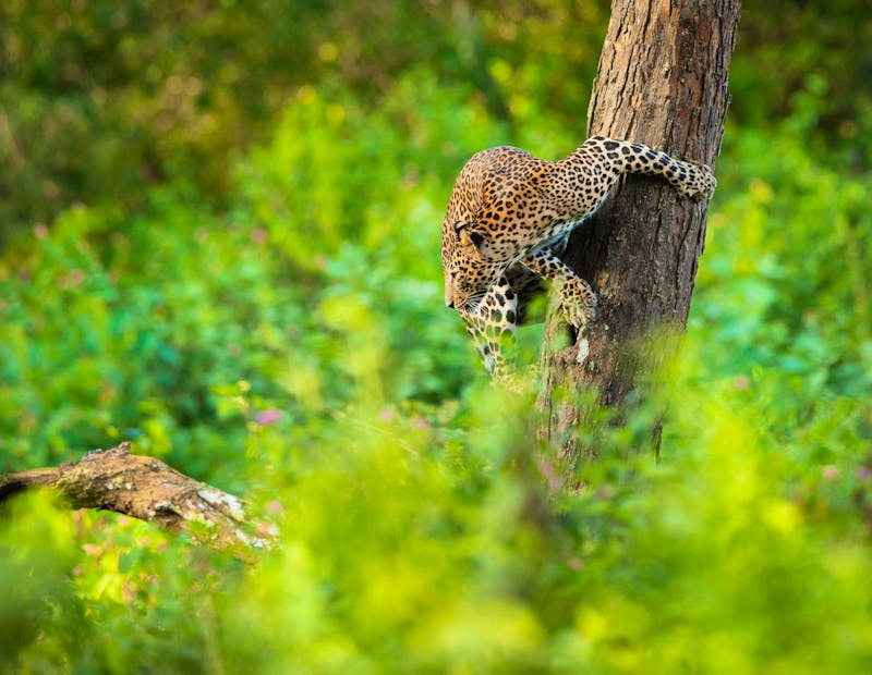 Indischer Leopard im Ranthambore-Nationalpark  - ©Banu - stock.adobe.com