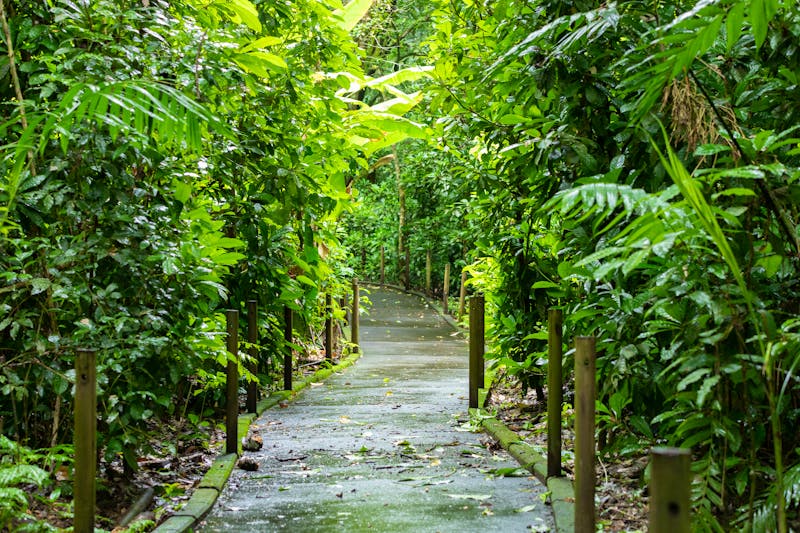 Carara National Park in Costa Rica  - ©MarcoDiaz - stock.adibe.com