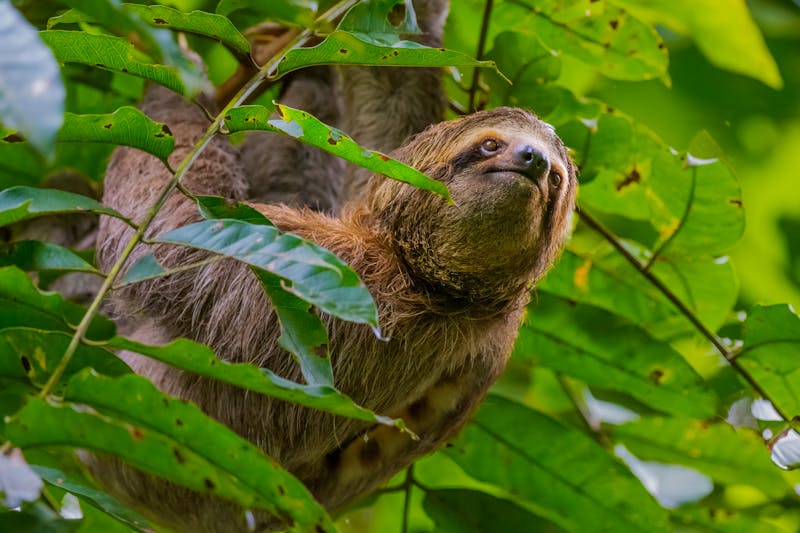 Faultier im Manuel Antonio Nationalpark  - ©Dave Kempe Photography/Wirestock Creators - stock.adobe.com