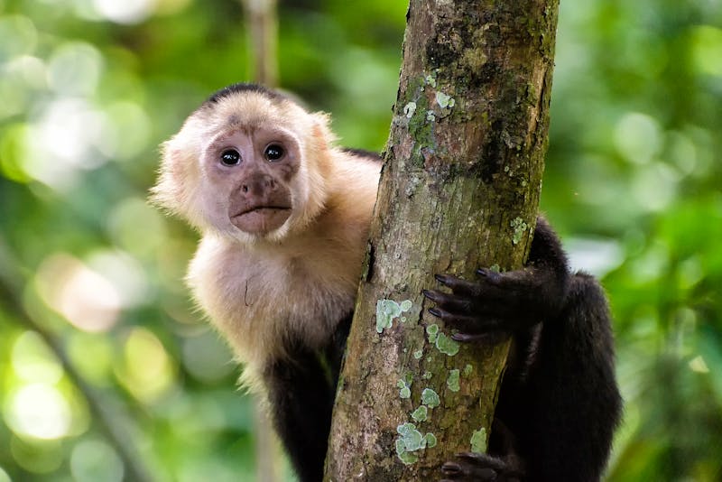 Kapuzineraffe im Manuel Antonio-Nationalpark  - ©cameris - stock.adobe.com
