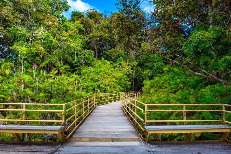 Holzsteg im Regenwald des Manuel Antonio-Nationalparks  - ©Nick Fox - stock.adobe.com