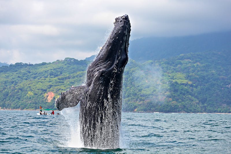 Buckelwal im Marino Bellena Nationalpark  - ©Claude Huot - stock.adobe.com