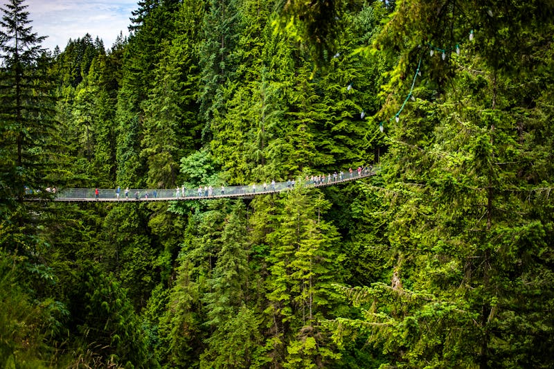 Capilano Suspension Bridge - Hängebrücke  - ©Joshua - stock.adobe.com