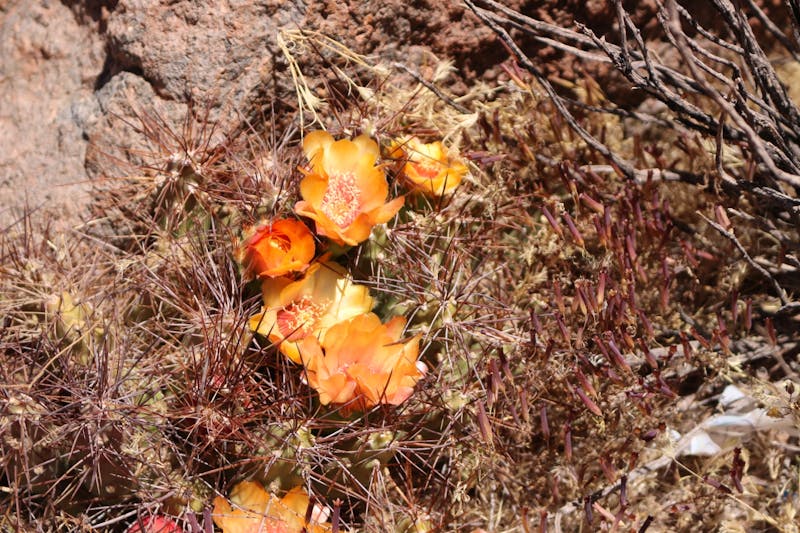 Blühender Kaktus in der Atacama-Wüste - &copy;Marianne Förster - Eberhardt Travel
