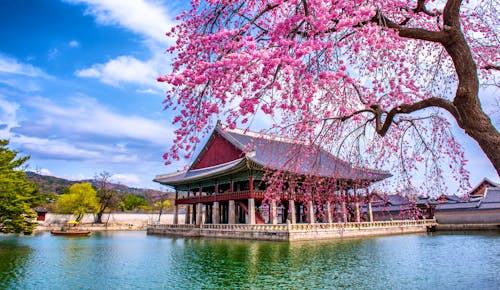 Seoul - Gyeongbokgung-Palast im Frühling zur Kirschblüte &ndash; &copy; sayan - stock.adobe.com