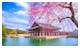 Seoul - Gyeongbokgung-Palast im Frühling zur Kirschblüte – © sayan - stock.adobe.com