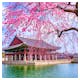 Seoul - Gyeongbokgung-Palast im Frühling zur Kirschblüte – © sayan - stock.adobe.com