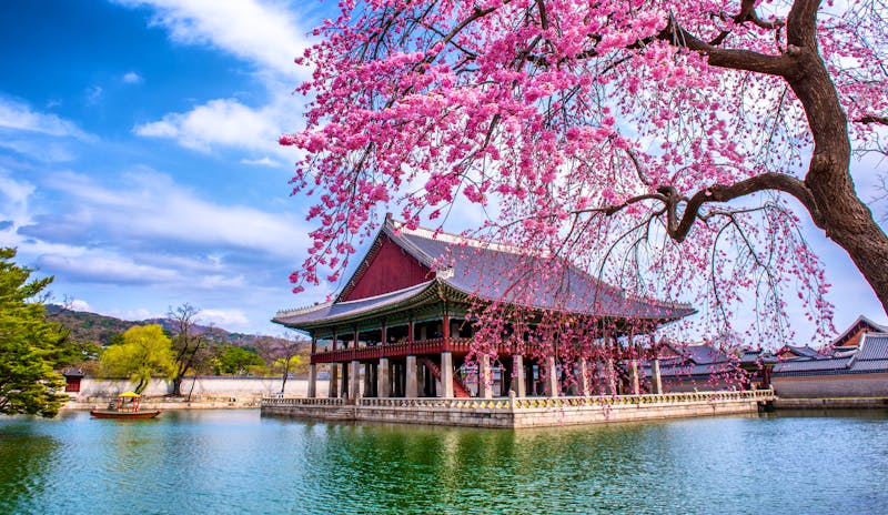 Seoul - Gyeongbokgung-Palast im Frühling zur Kirschblüte - ©sayan - stock.adobe.com