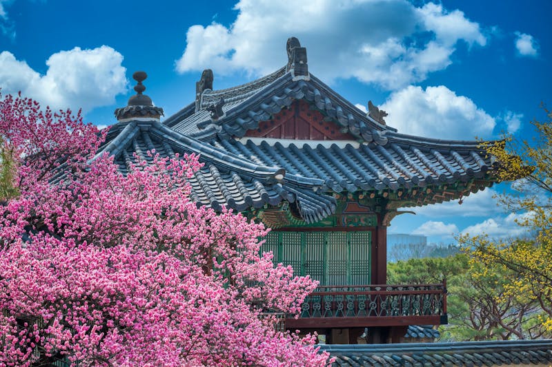Seoul - Changdeok-Palast zur Kirschbluete - ©AvigatoR - stock.adobe.com