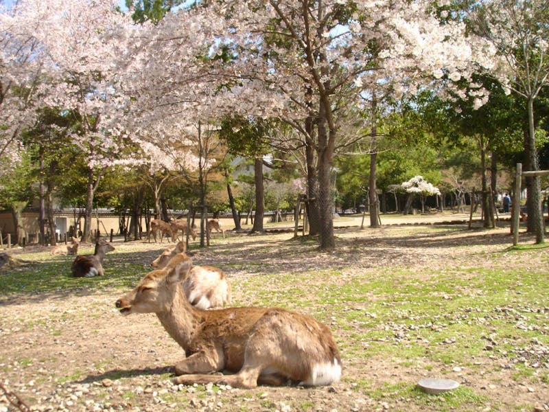 Rehe im Park von Nara - ©Hans-Joachim Trutz - Eberhardt Travel