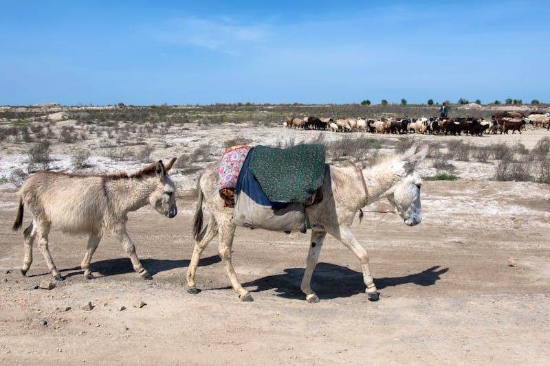 In der Steppe Usbekistans - ©Kirill - stock.adobe.com