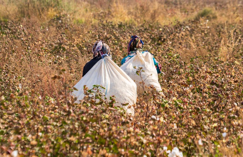 Baumwoll-Pflückerinnen bei Buchara - ©Angela Meier - stock.adobe.com