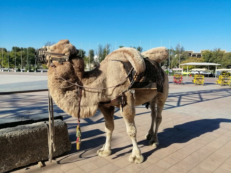 Ein Kamel vor der Ark-Zitadelle in Buchara - ©Andrej Kulikov - Eberhardt TRAVEL