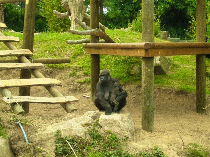 Gorilla-Gehege im Durell Zoo auf der Kanalinsel Jersey - ©Martin Brützke - Eberhardt TRAVEL