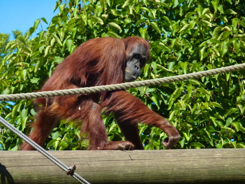Orang Utan im Durrell Zoo auf der Kanalinsel Jersey - ©Kristin Weigel - Eberhardt TRAVEL