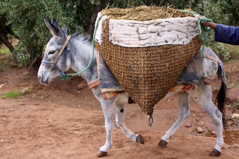 Esel in Ait Ben Haddou - ©Astrid Kunath - Eberhardt TRAVEL