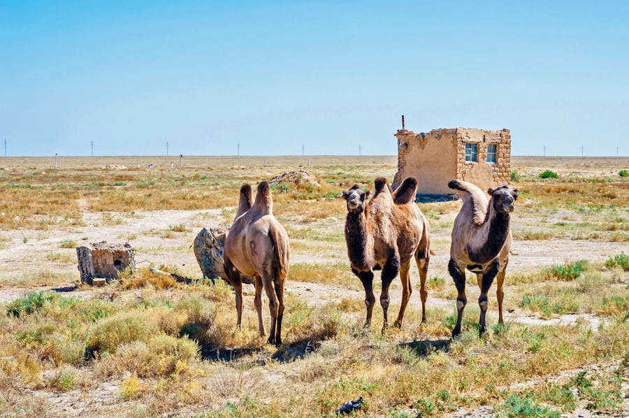 Kamele in der Steppe Usbekistans – © andrii_lutsyk - stock.adobe.com
