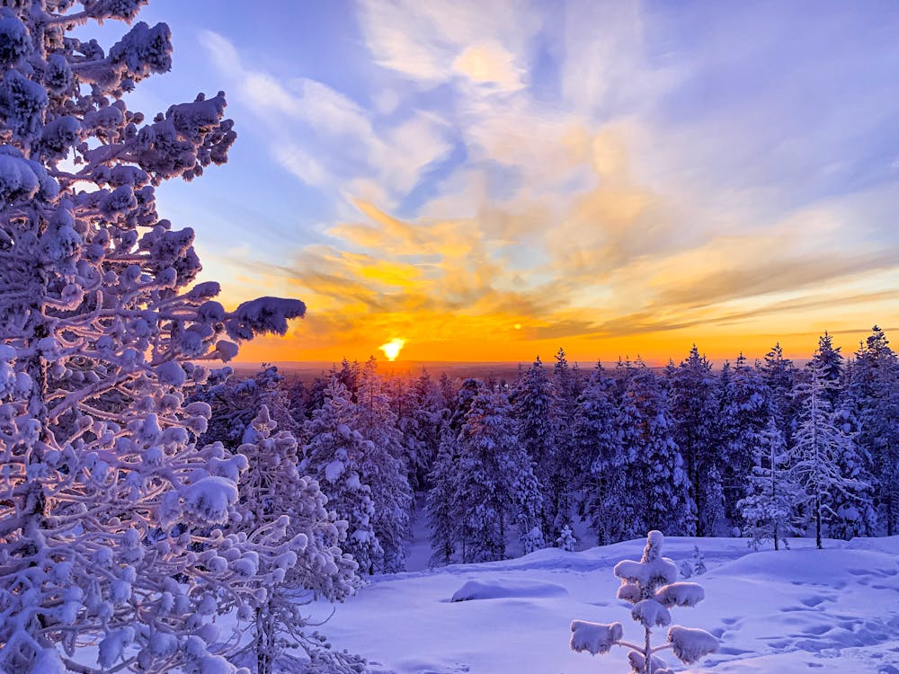 Winterlandschaft bei Rovaniemi in Finnisch Lappland &ndash; &copy; Tom - stock.adobe.com