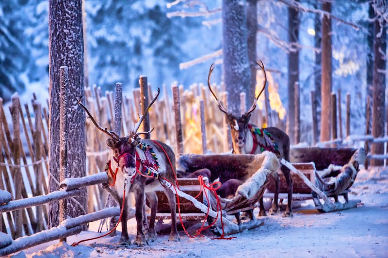 Rentierschlitten in Rovaniemi in Finnisch Lappland - &copy;Andrey Kobylko - stock.adobe.com
