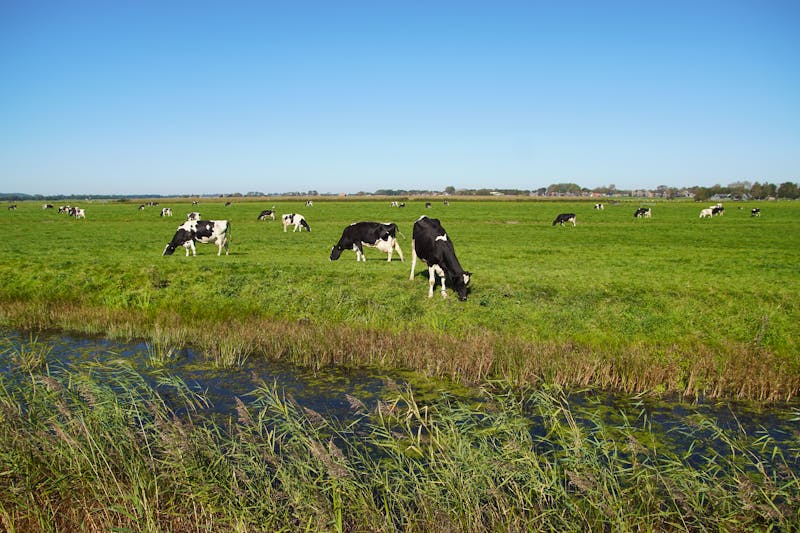 Landschaft bei Bergen in Nordholland - ©Thijs de Graaf - stock.adobe.com