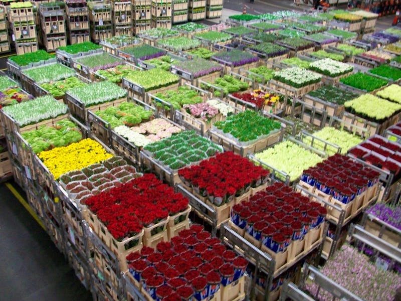 Blumenversteigerung in Aalsmeer - ©Steffen Mucke - Eberhardt TRAVEL