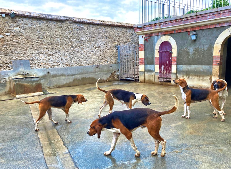 Jagdhunde im Schloss Cheverny - ©Roswitha Zytowski - Eberhardt TRAVEL