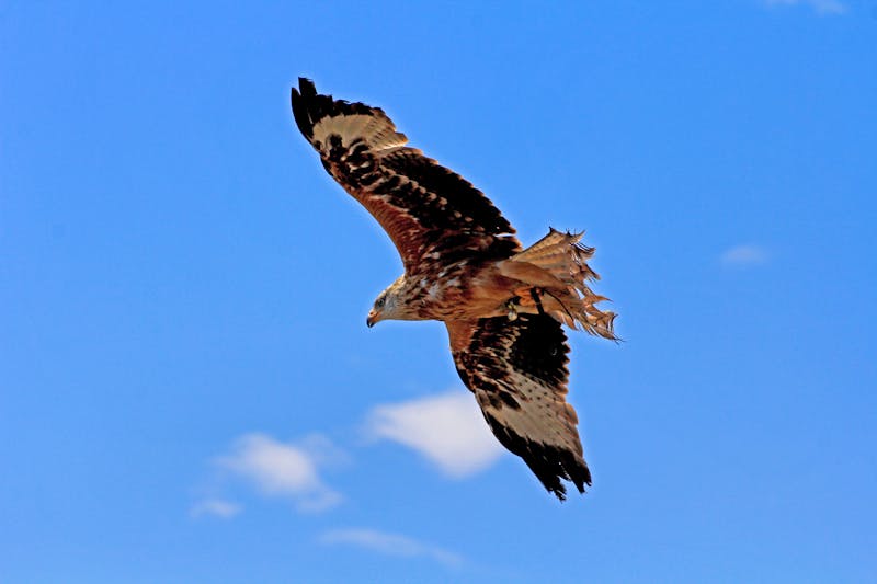Greifvogel-Vorführung - &copy;miracupix.de - stock.adobe.com