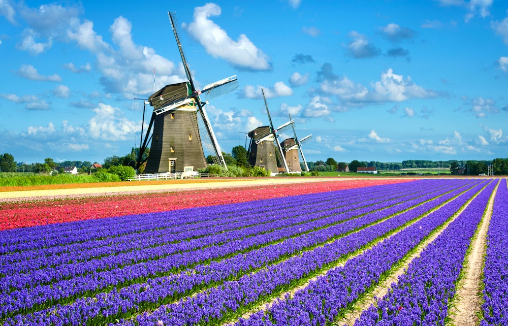 Blumenfelder und Windmühlen in Holland – © ©iPics - stock.adobe.com