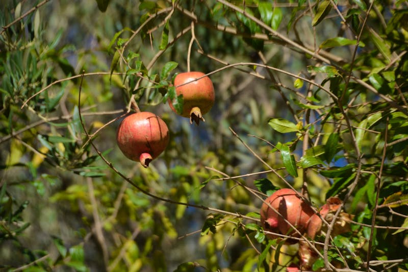 Granatapfelbaum in Tinghir - ©Gina Egenolf - Eberhardt TRAVEL
