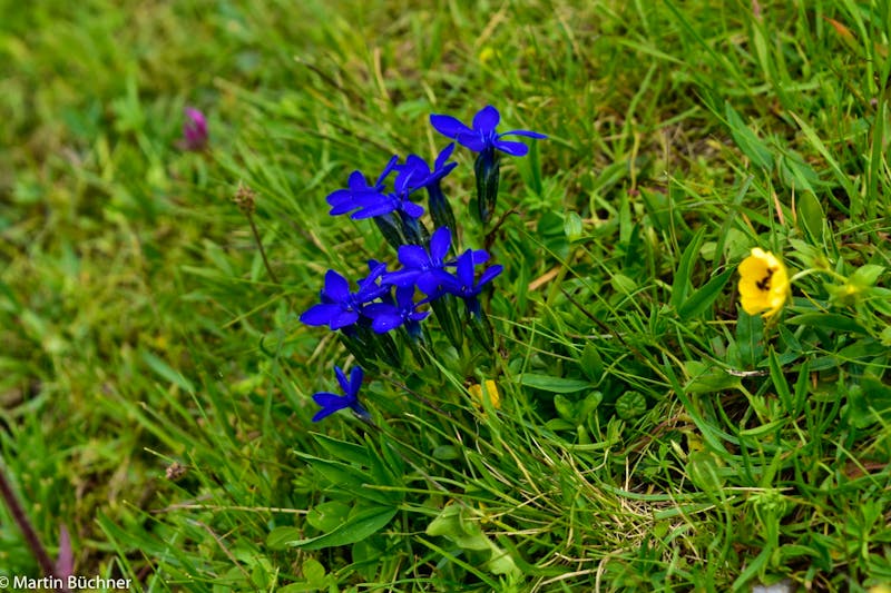 Wanderung vom Männlichen zur Kleinen Scheidegg - Blauer Enzian - ©Martin Büchner - Eberhardt TRAVEL