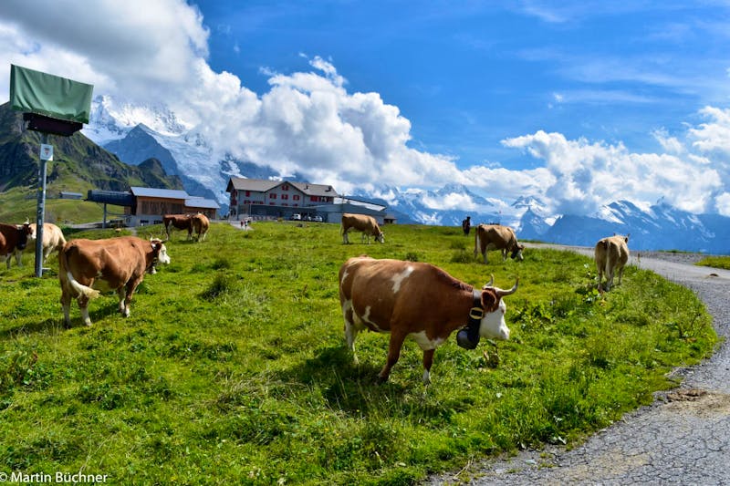 Wanderung vom Männlichen zur Kleinen Scheidegg - ©Martin Büchner - Eberhardt TRAVEL