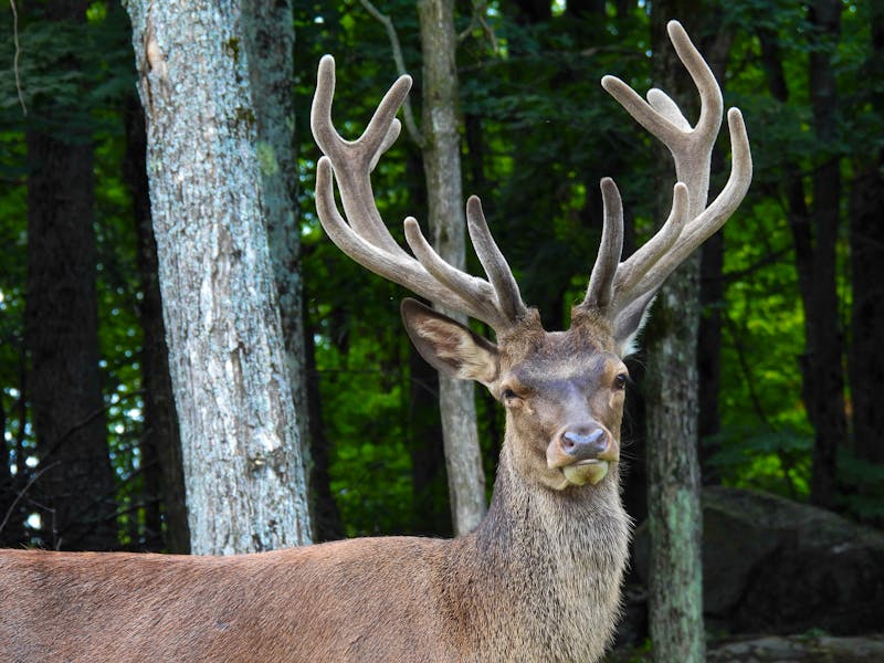 Ein Elch im Omega Wildlife Park in Montebello  - ©Lisa - stock.adobe.com