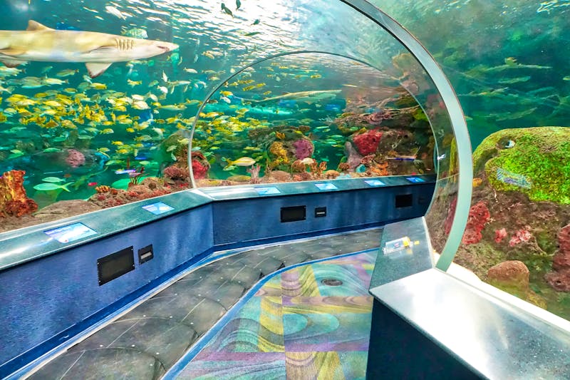 Ripley’s Aqurium of Canada - ©eskystudio - stock.adobe.com