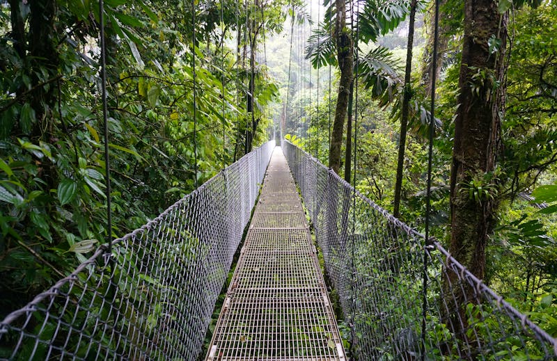 Hängebrücke im Arenal-Regenwald  - ©jlazouphoto - stock.adobe.com