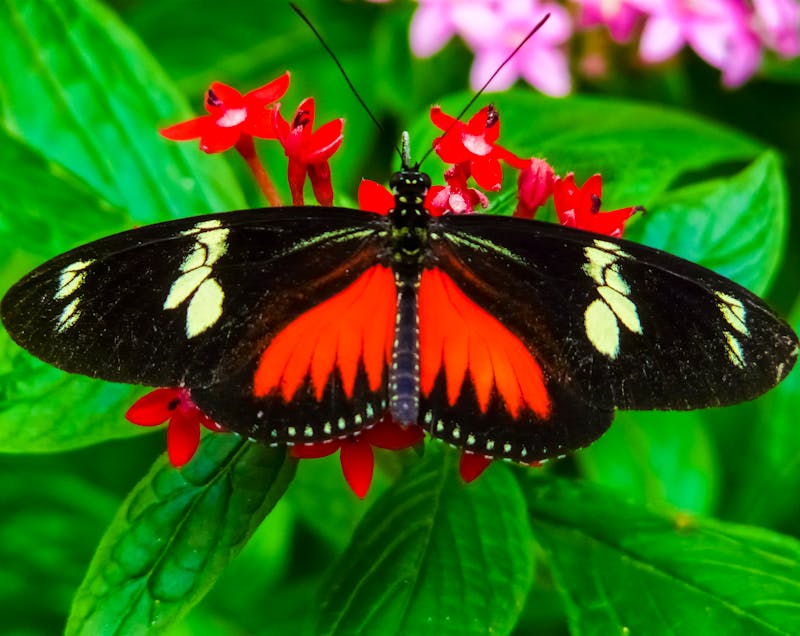 Schmetterling in Costa Rica  - ©boivinnicolas - stock.adobe.com