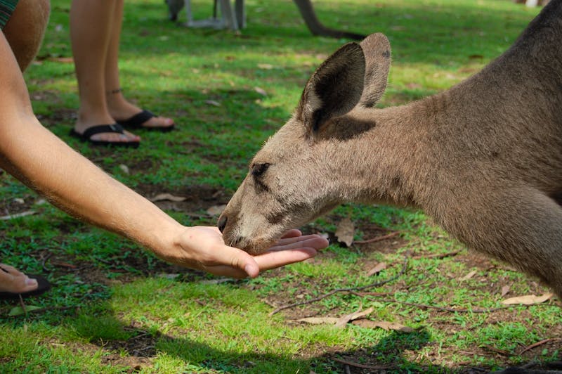 ein Känguru im Featherdale Wildlife Park - ©Victor - stock.adobe.com