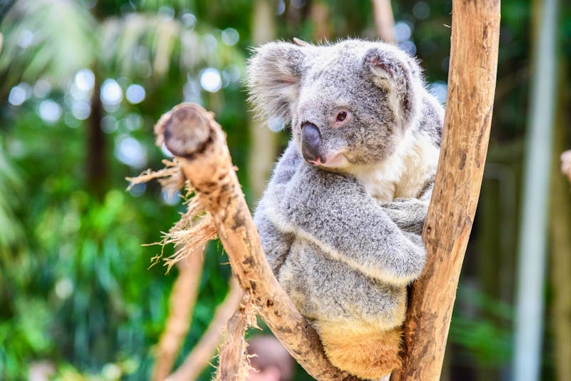 ein Koala im Featherdale Wildlife Park - ©panithi33 - stock.adobe.com