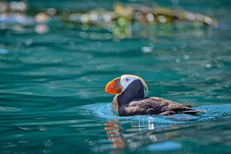 Papageientaucher in der Kachemak Bay - Alaska - ©David W Shaw - stock.adobe.com