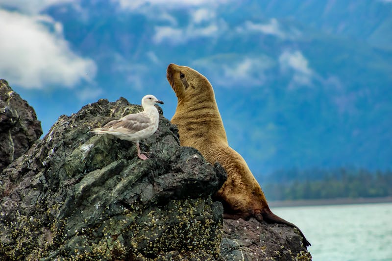 Seelöwe im Golf von Alaska - ©Michael - stock.adobe.com