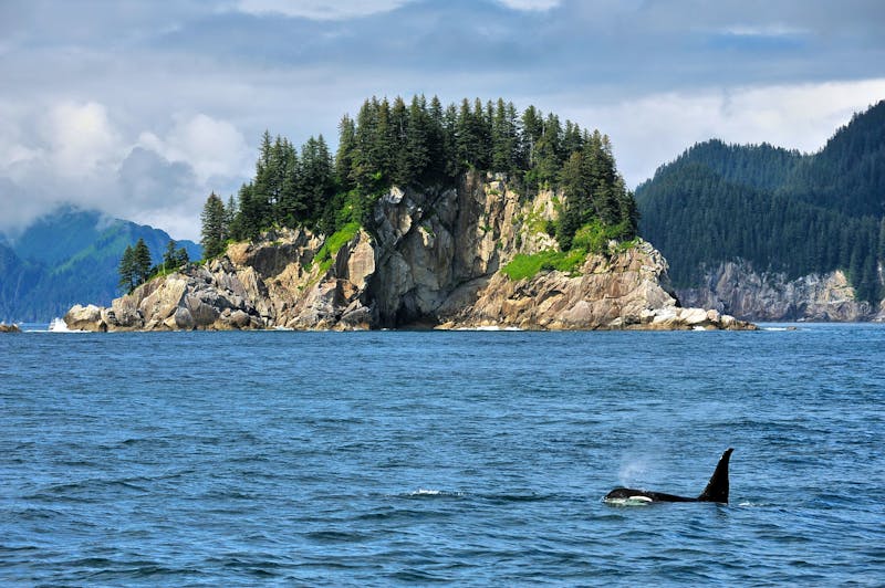 Orca im Kenai Fjords Nationalpark in Alaska - ©Oleksandr Umanskyi - stock.adobe.com