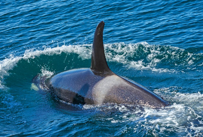 Schwertwal im Kenai Fjords Nationalpark in Alaska - ©sunsinger - stock.adobe.com