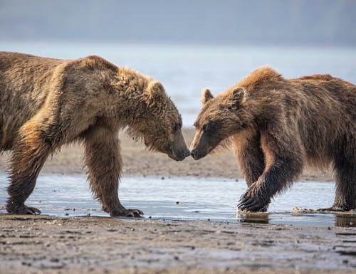 Bären im Lake Clark Nationalpark in Alaska – © Taha Raja - stock.adobe.com